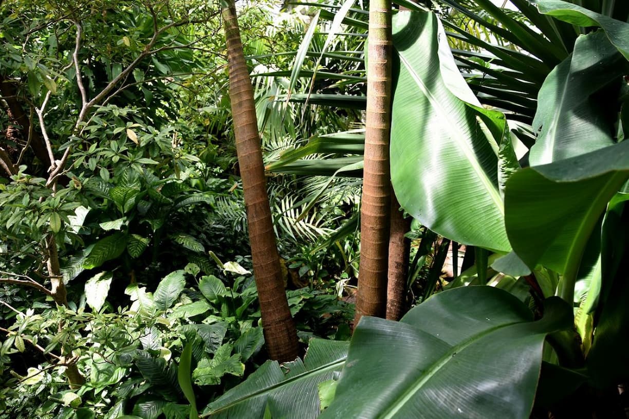 Normandie Caen jardin plantes