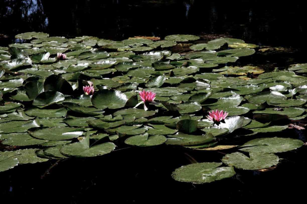 Normandie Giverny : les nénuphars 