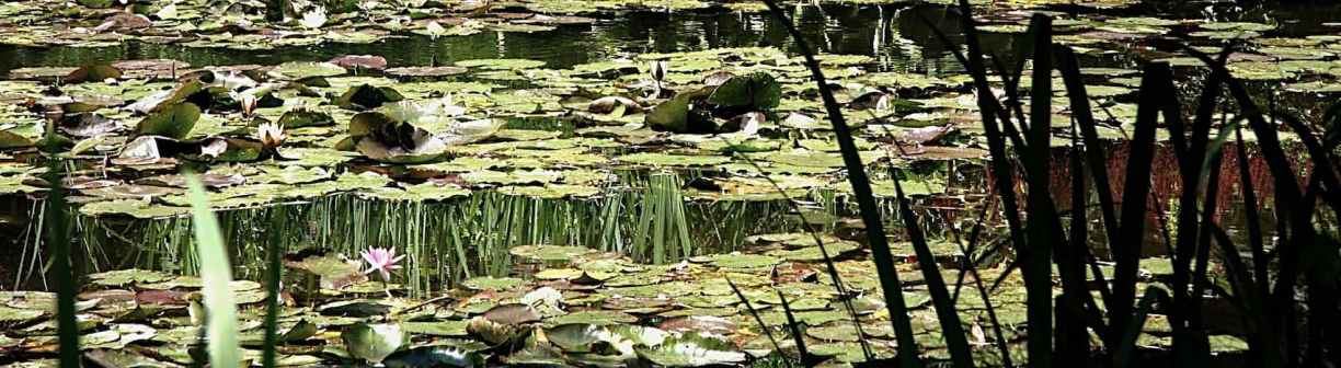 Normandie Nénuphars à Giverny dans le jardin de Claude Monet