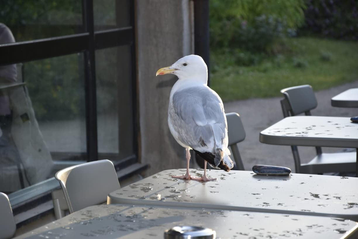 Mouette Tatihou Manche 