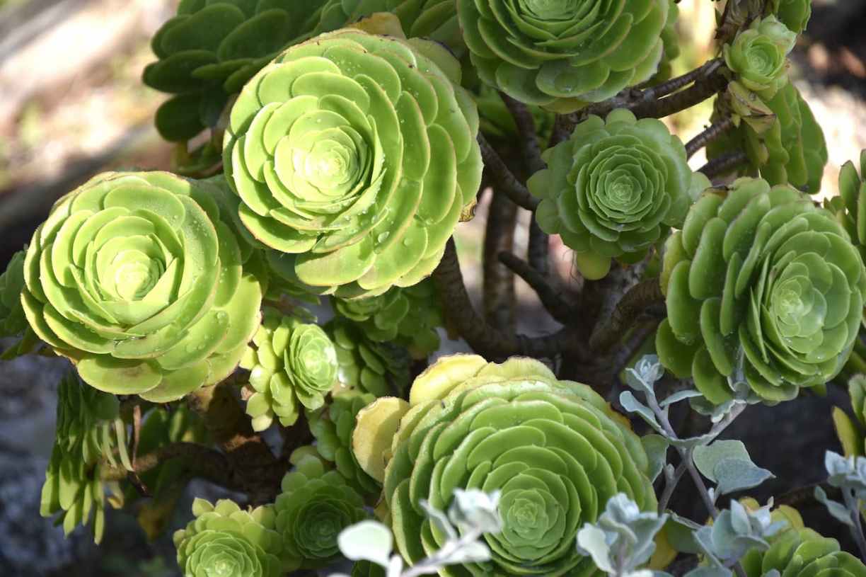 Normandie : jardin exotique à  Tatihou