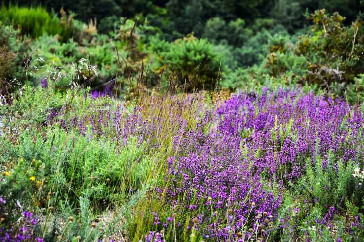 Suisse Normande : bruyère à la Roche d'Oëtre