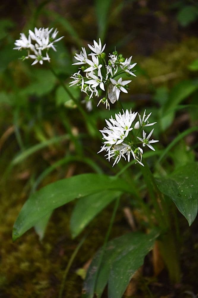 Suisse Normande : sous bois à la Roche d'Oëtre