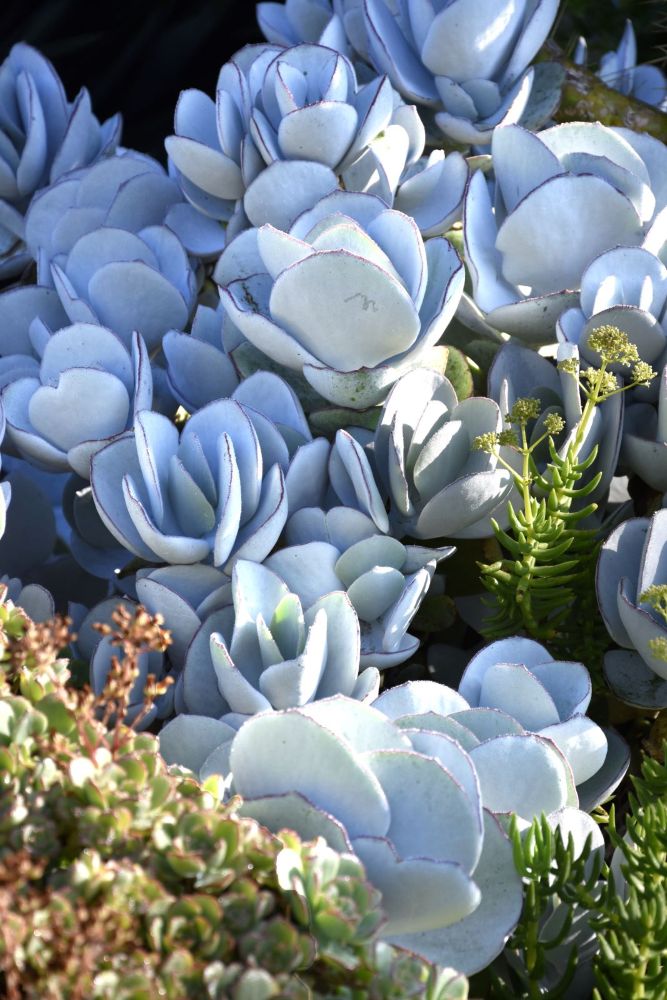 Plante grasse jardin exotique Tatihou