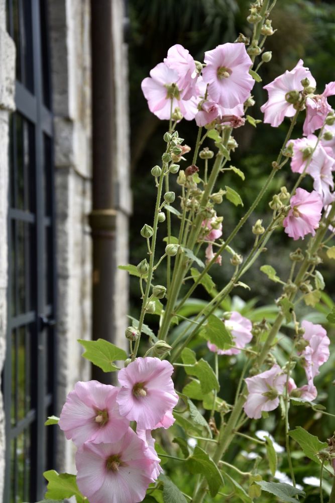 Roses trémières à Tatihou