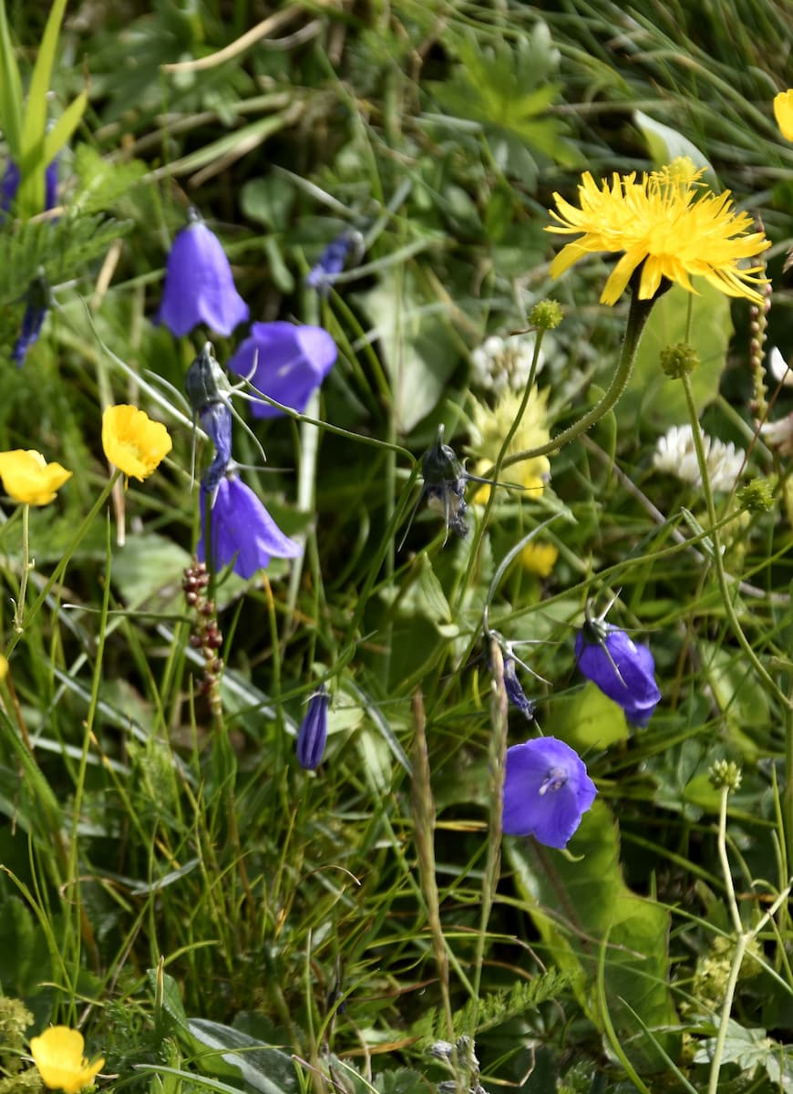 Fleurs sauvages au Grossglockner en Autriche 