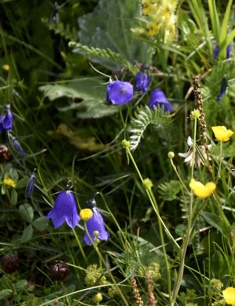 Fleurs au Grossglockner en Autriche 