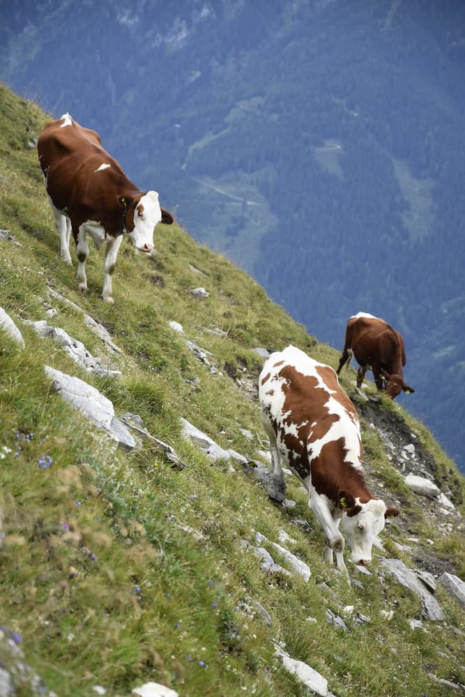 vaches sur le stubnerkogel