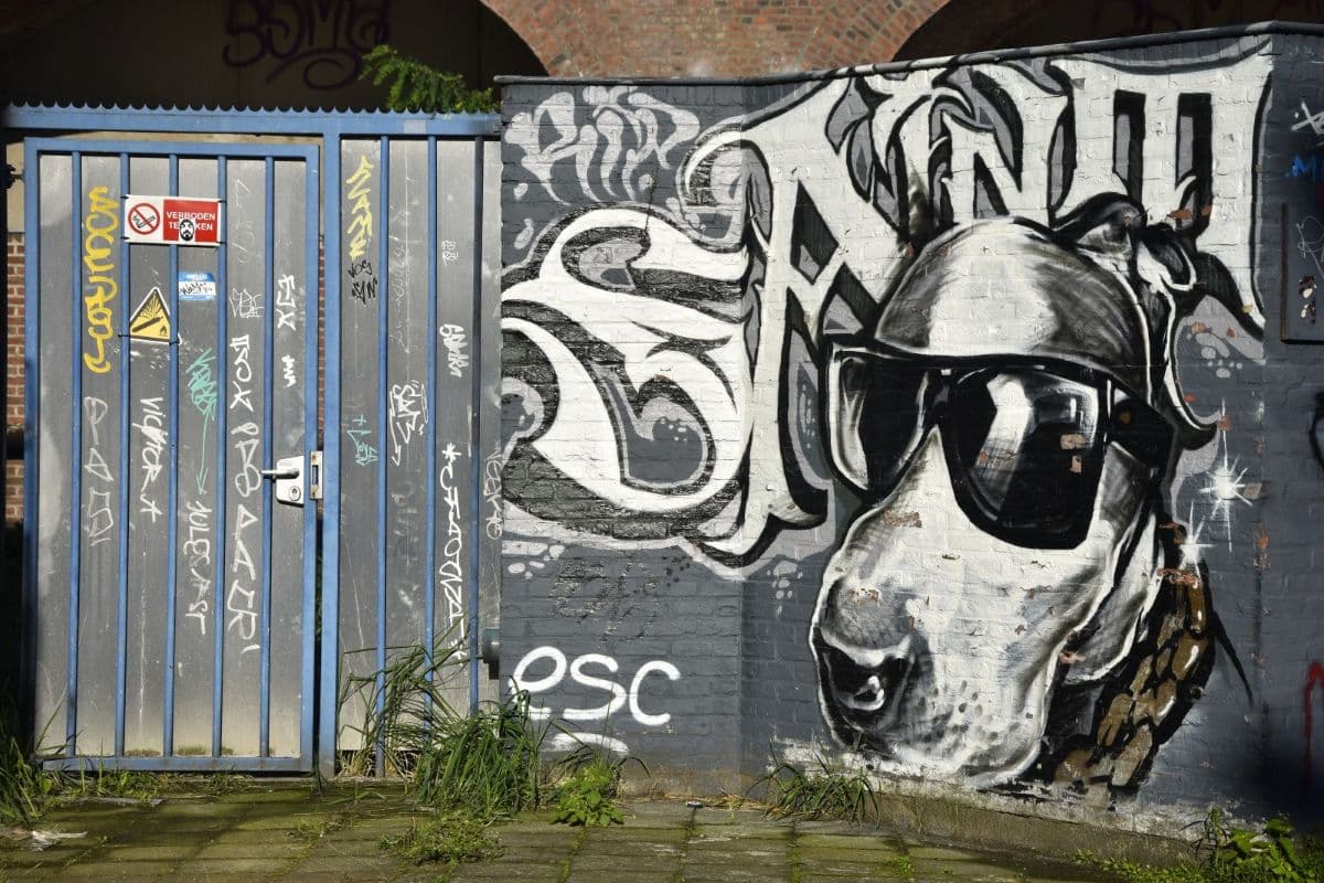 Chien à lunettes à la Zomerfabriek d'Anvers Belgique