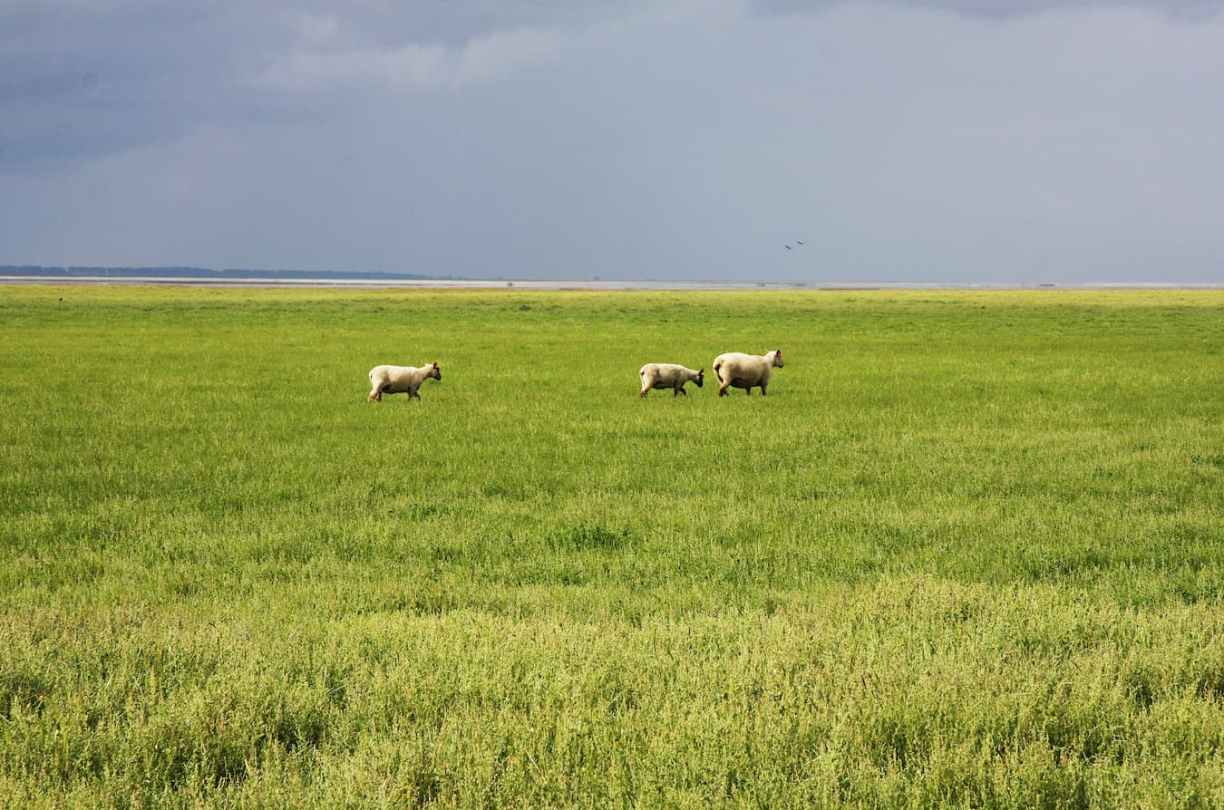 Normandie Moutons baie du Mont-Saint-Michel
