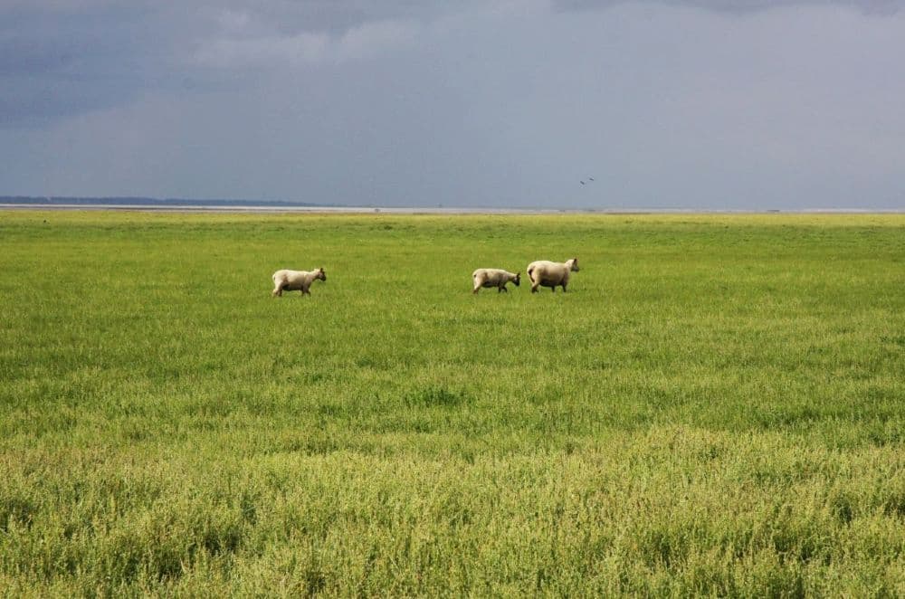 Moutons baie du Mont-Saint-Michel