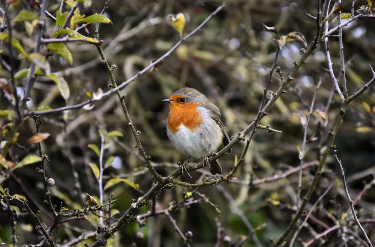 Rouge gorge dans la baie du Mont-Saint-Michel