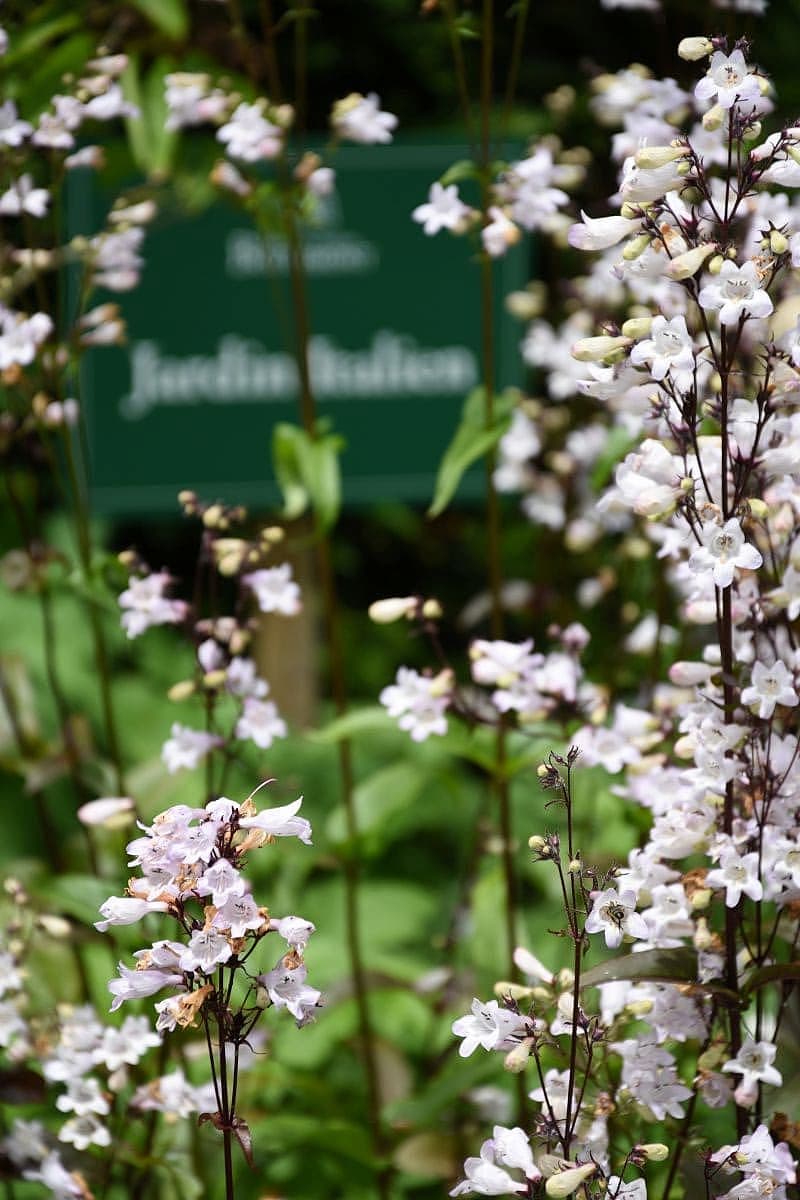 Normandie Pays d'Auge jardin blanc Boutemont