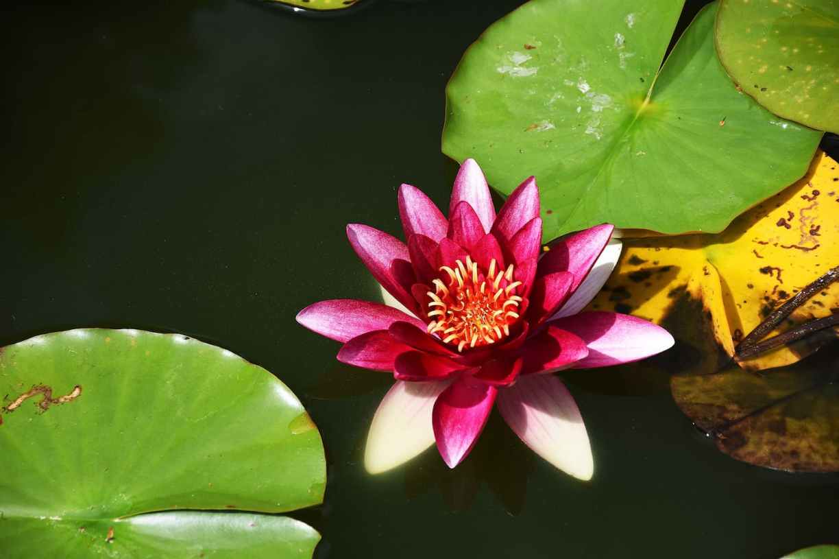 Normandie Pays d'Auge Boutemont jardin