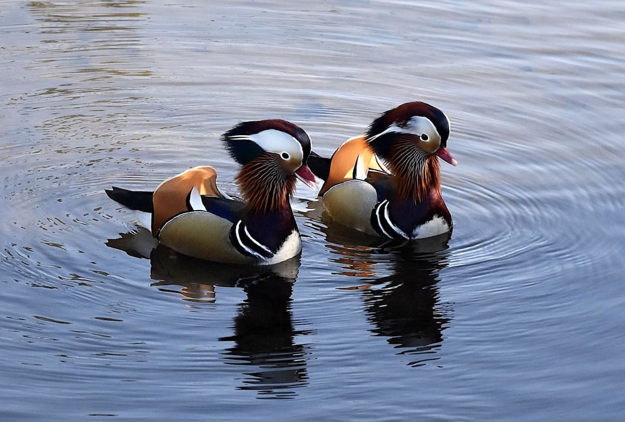 Normandie Gratot canards mandarins