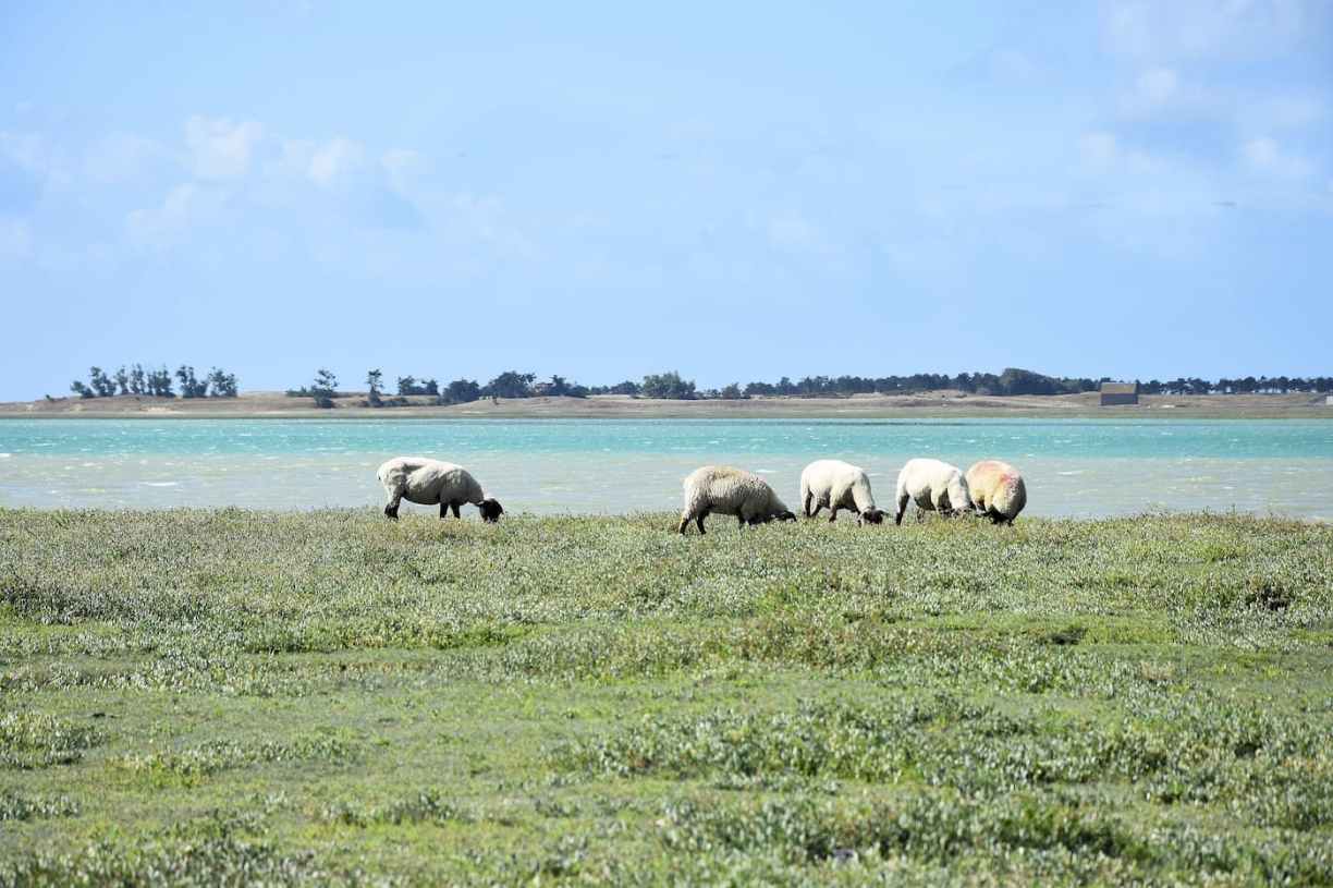 Normandie Le havre de Regnéville