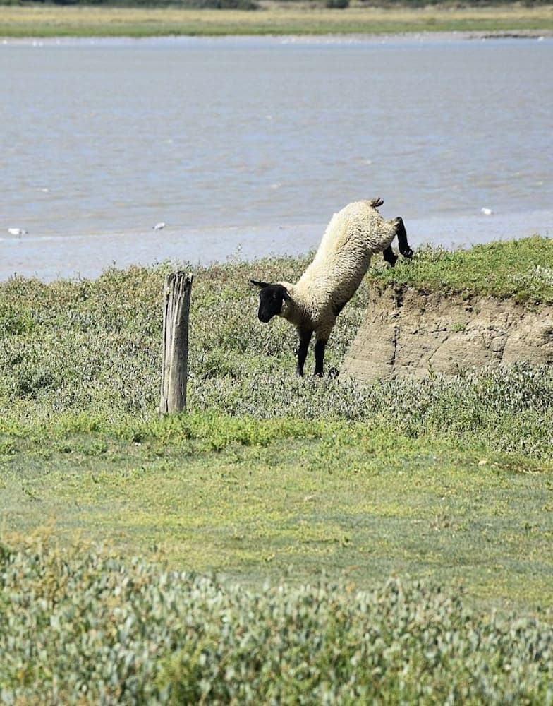 Mouton de pré salé dans le havre de Regnéville