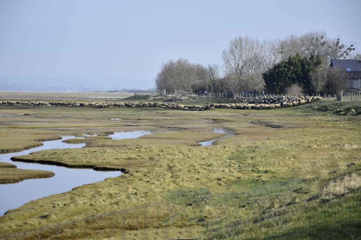 Normandie Moutons baie du Mont-Saint-Michel