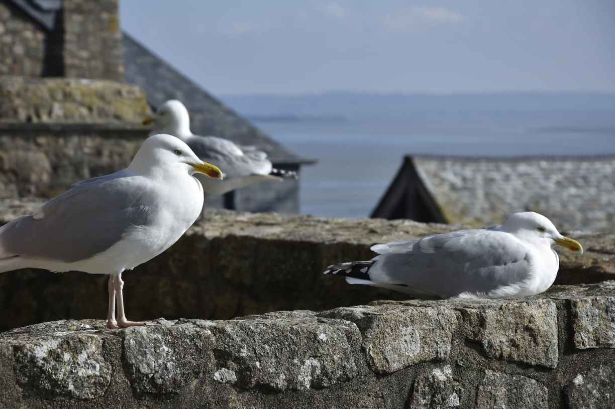 Normandie Mouettes du Mont-Saint-Michel
