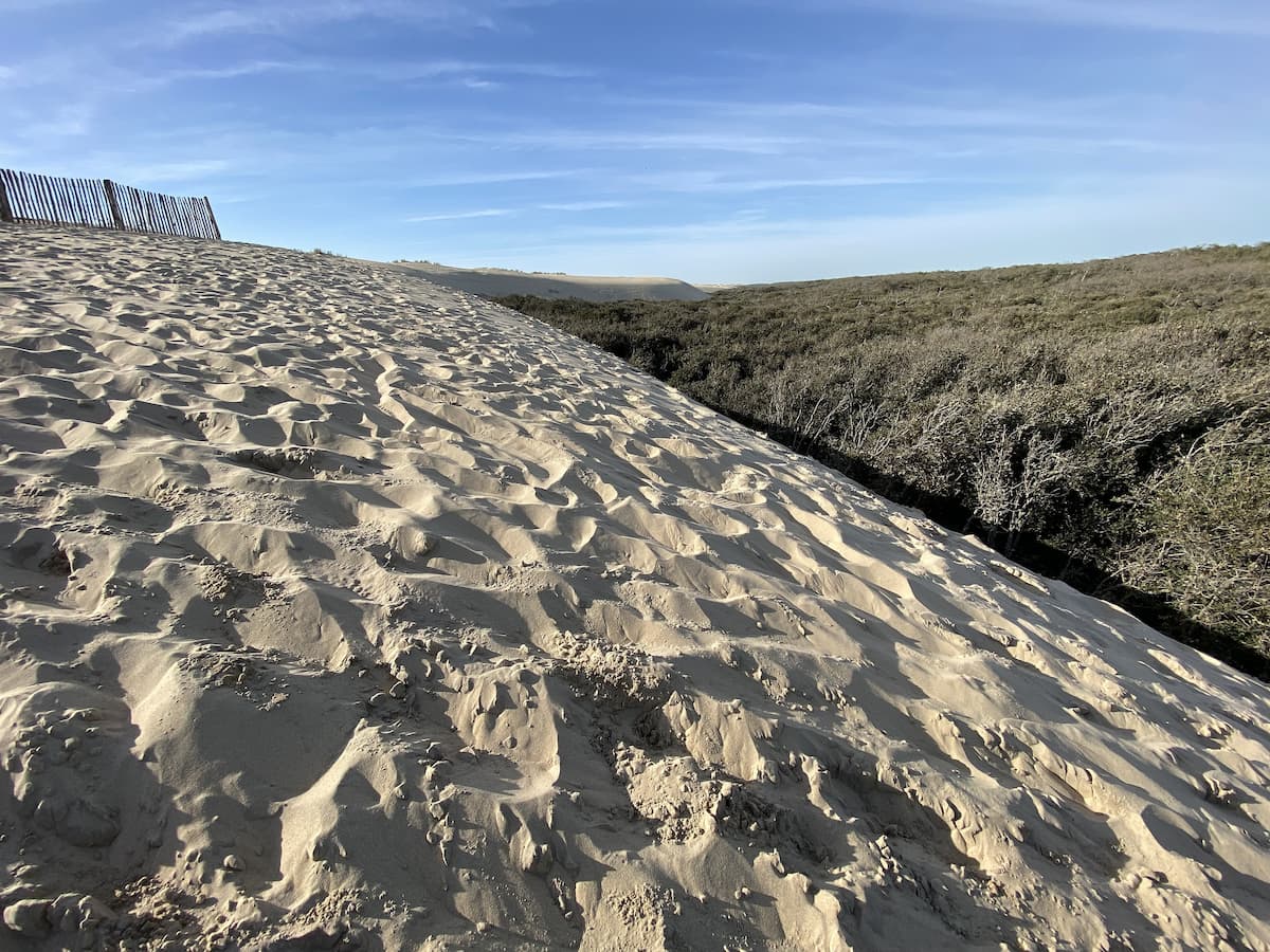 Charente-Maritime dunes au phare de la Coubre 