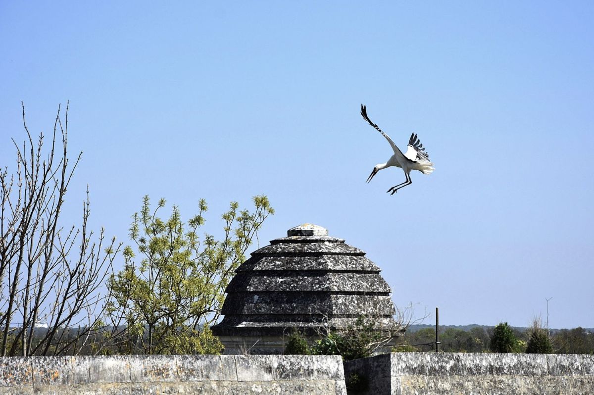 Brouage cigogne Charente-Maritime 