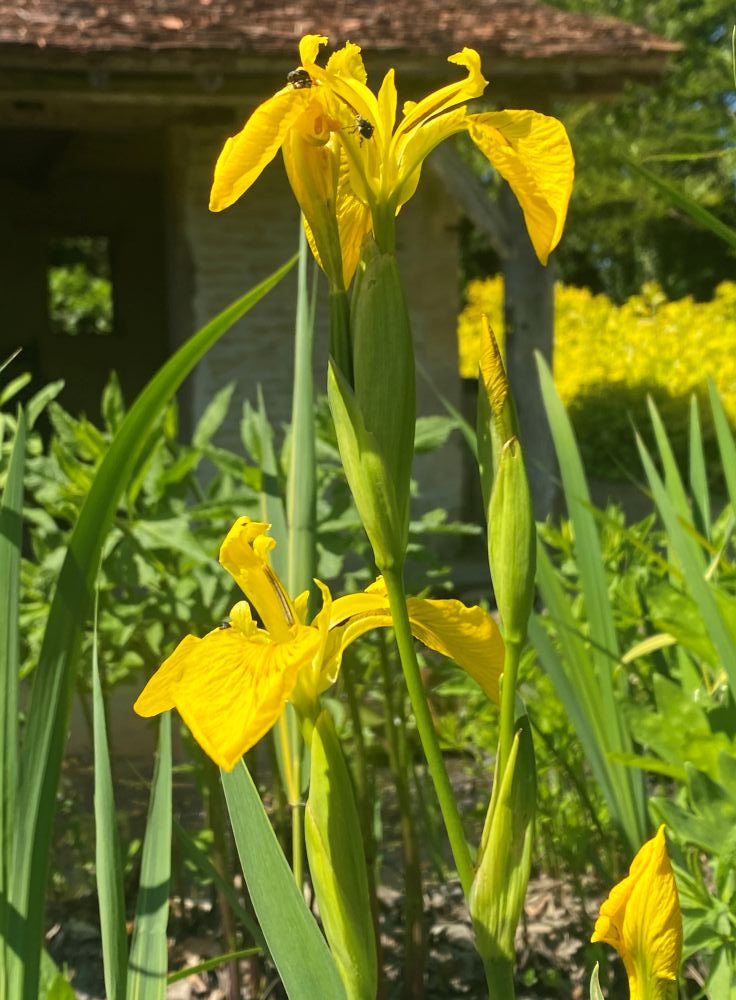 Normandie iris d'eau des Jardins du Pays d'Auge à Cambremer 