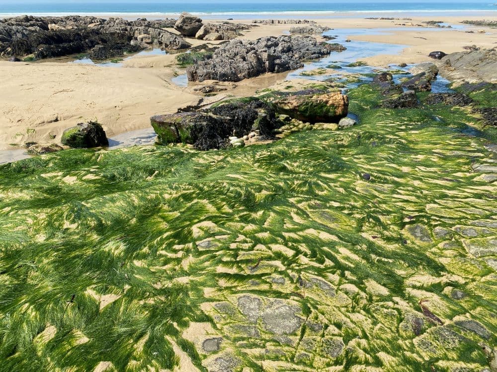 Normandie Manche Baie d'Écalgrain La Hague