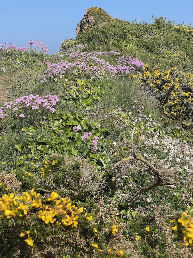 Normandie Manche La Hague Nez de Jobourg