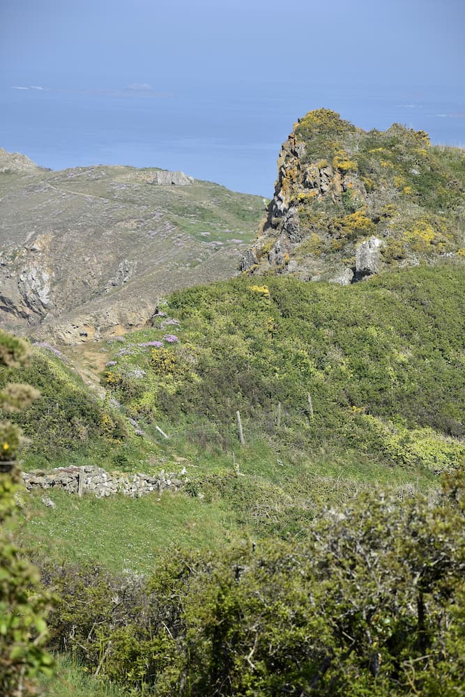 Normandie Manche Nez de Jobourg fleurs