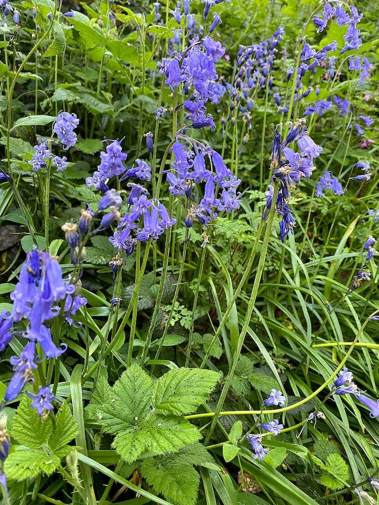Normandie : sur le chemin de randonnée sur les falaises de Clécy