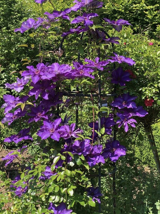 Normandie clématite des Jardins du Pays d'Auge à Cambremer 