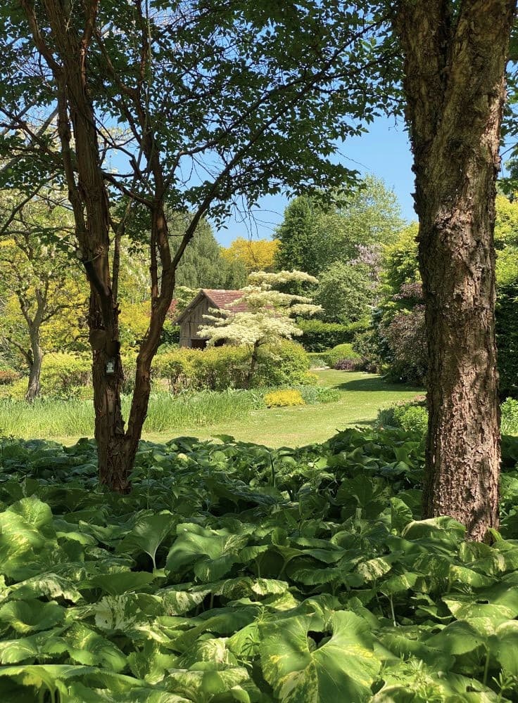 Normandie sous-bois Cambremer Jardins du Pays d'Auge