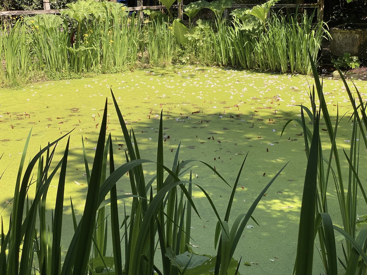 Normandie Cambremer bassin des Jardins du Pays d'Auge