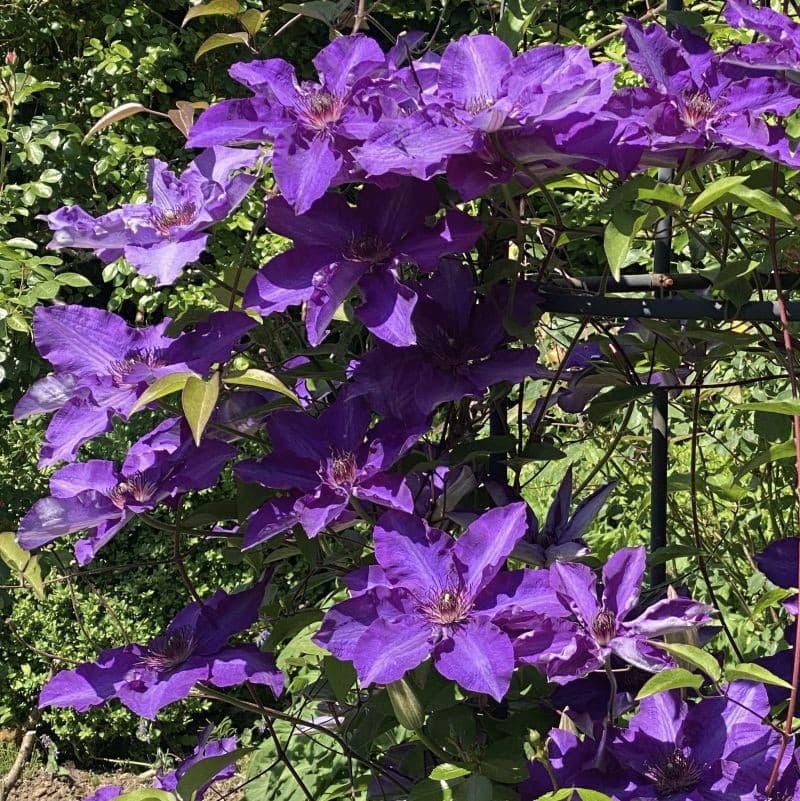 Normandie clématite des Jardins du Pays d'Auge