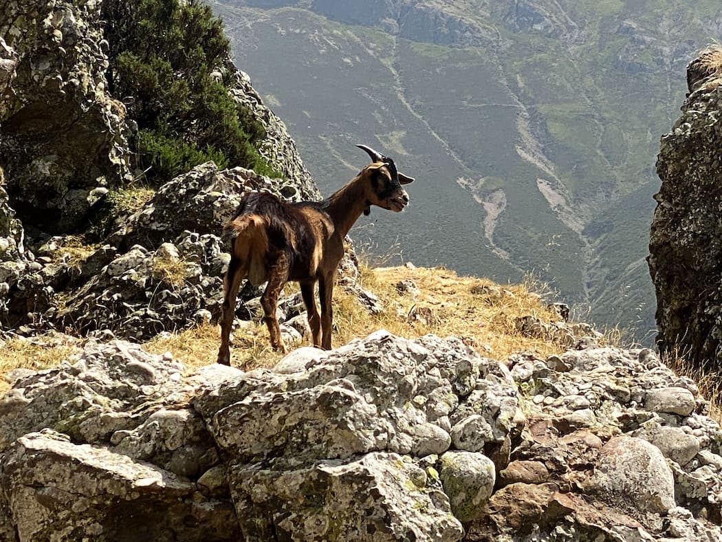 Espagne Parc des Pics d'Europe mirador de Llesba