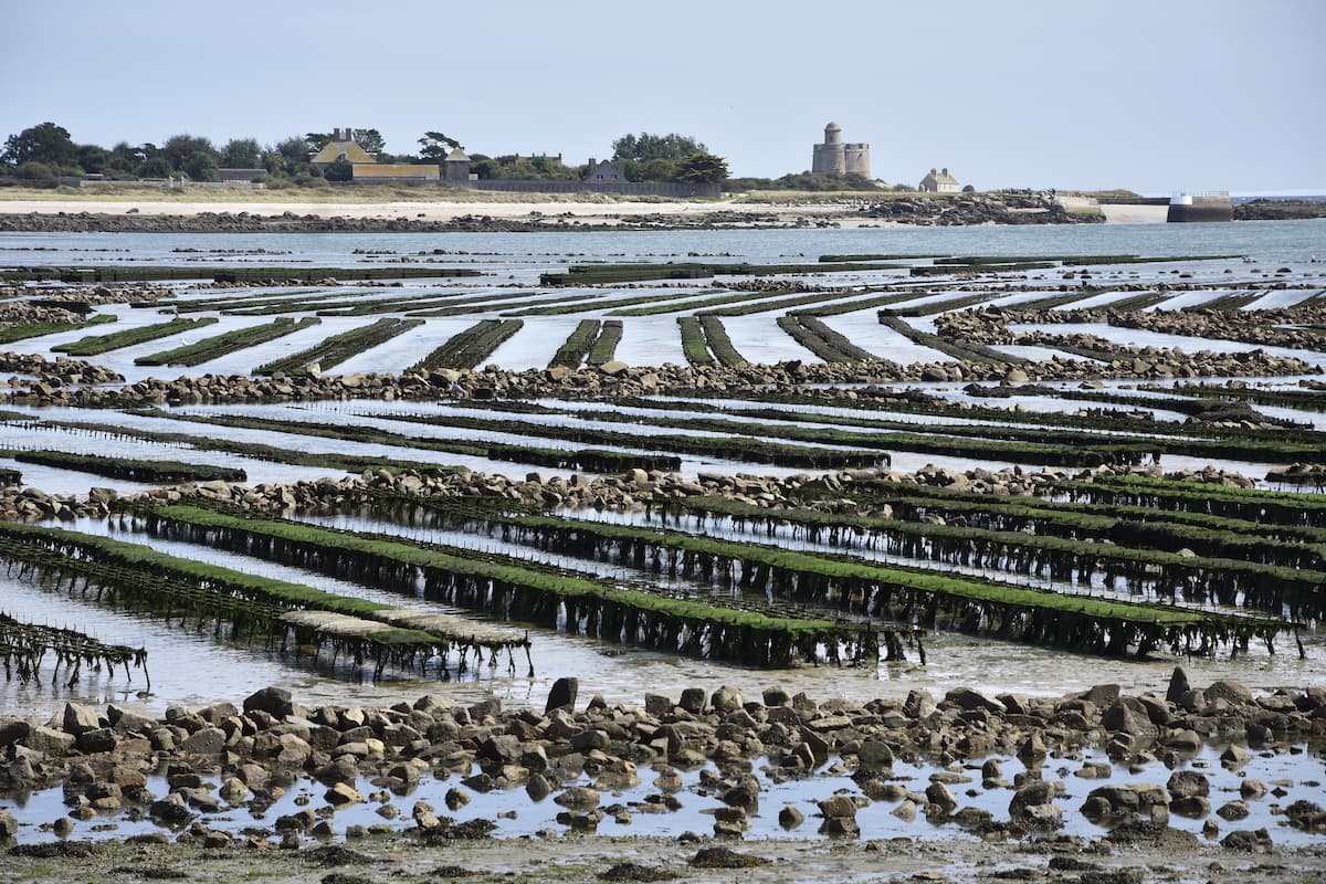 Manche Parcs à huîtres de Saint-Vaast-la-Hougue