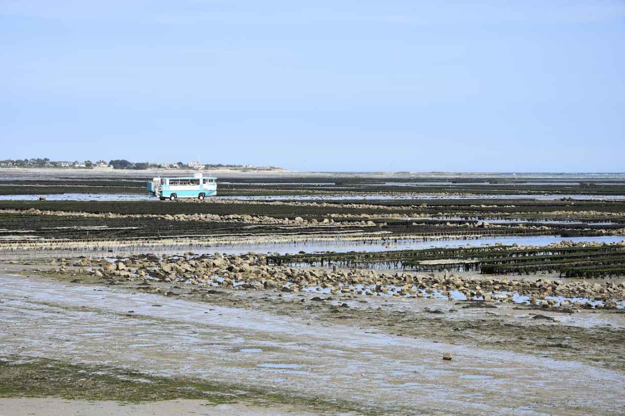 Le bateau à roues traverse les parcs à huîtres de Saint-Vaast-la-Hougue Manche