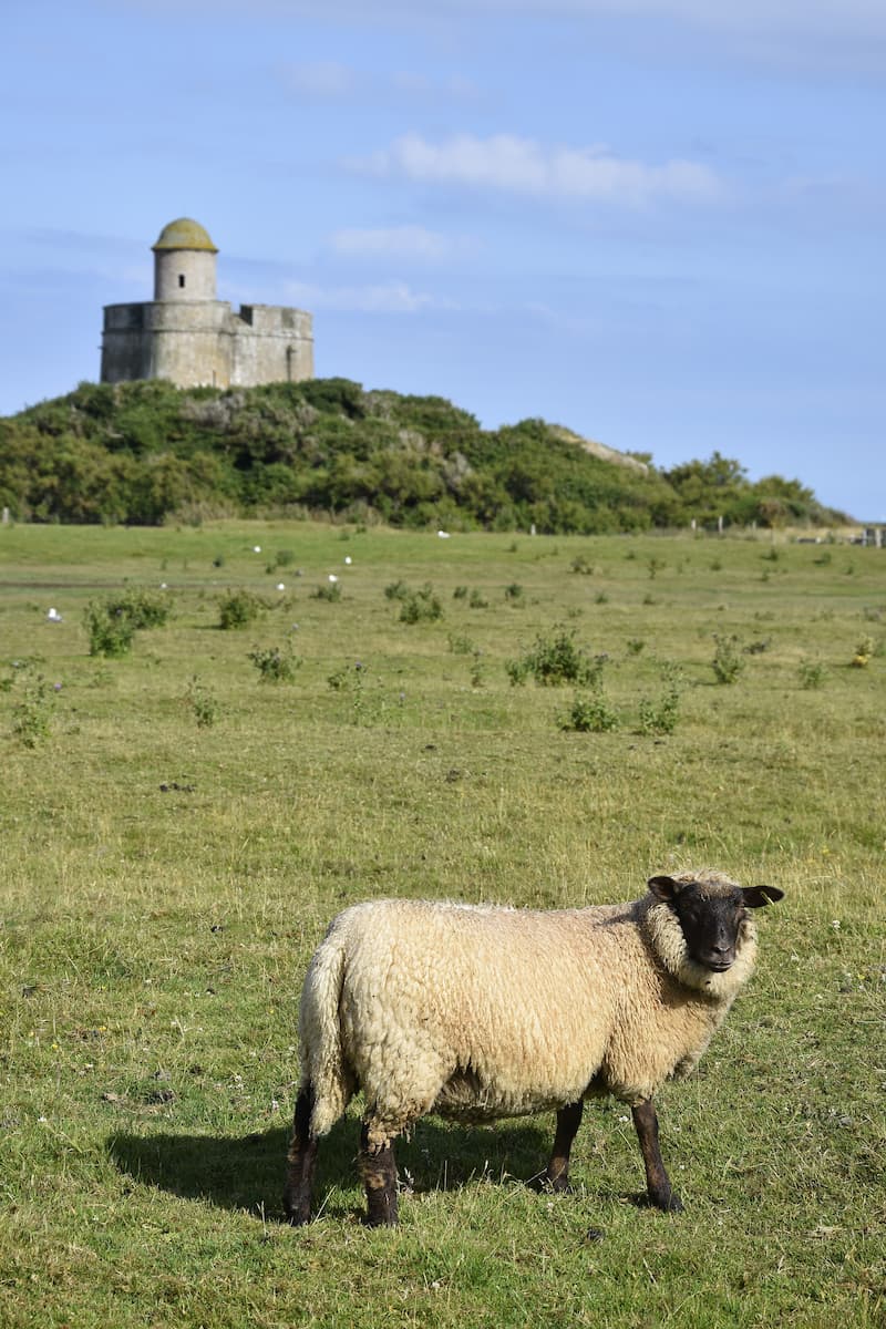 Mouton et tour Vauban de Tatihou