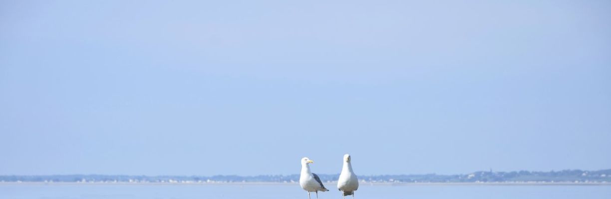 Mouette sur l'île de Tatihou