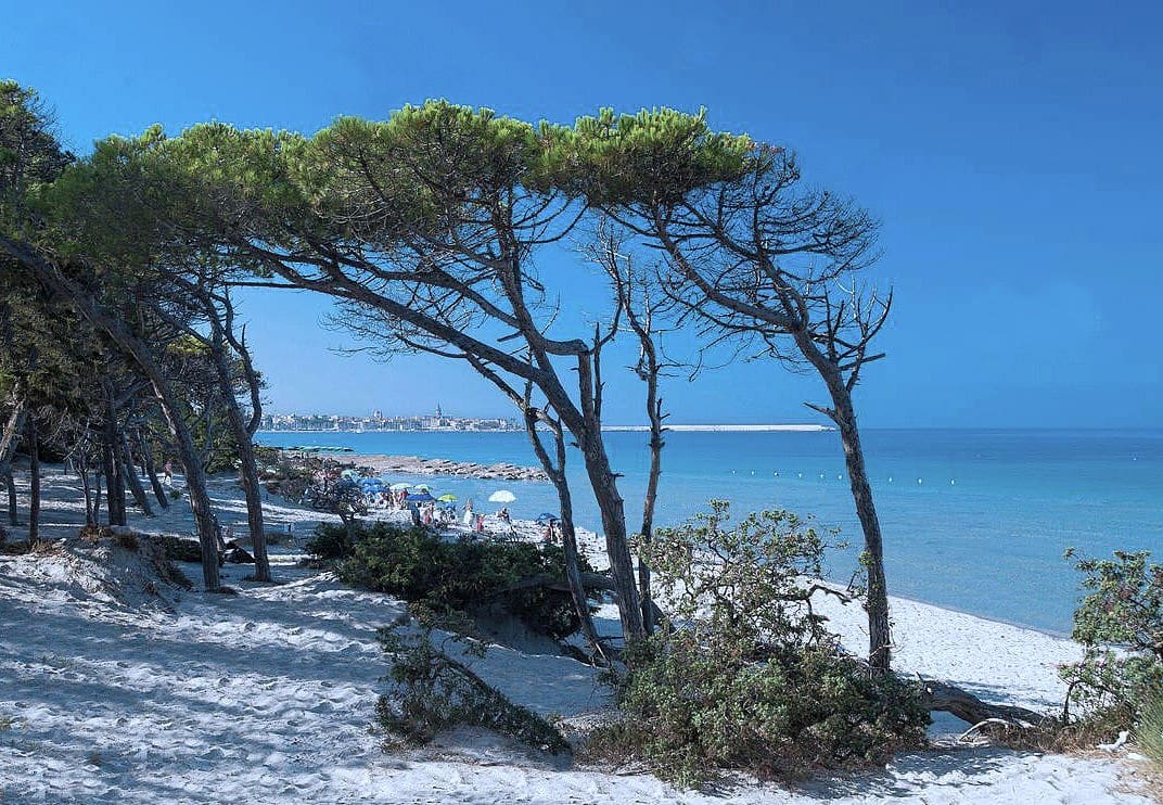 Pins et sables blanc à Alghero en Sardaigne
